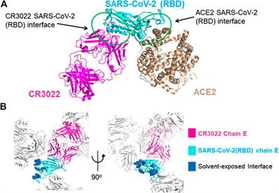 Frontiers | A New Crystal Form Of The SARS-CoV-2 Receptor Binding ...